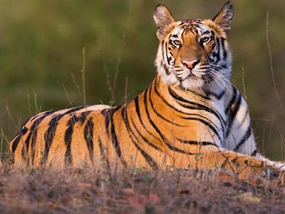 Tiger safari in Ranthambore National Park