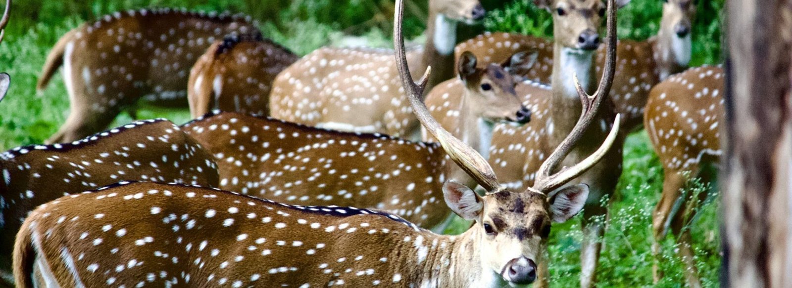 wildlife